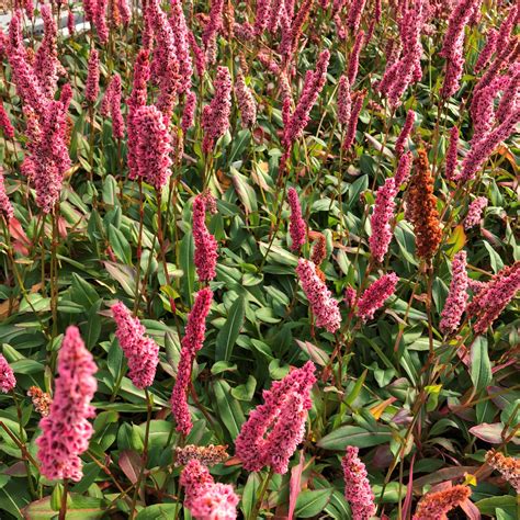 persicaria plants.